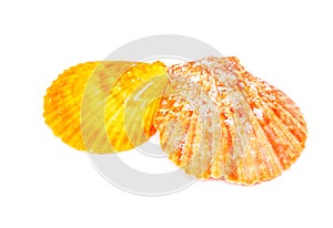Sea shells on a white background