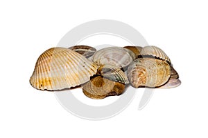 A pile of sea shells. White Background.