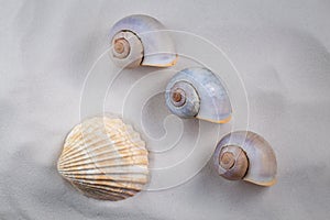 Sea shells on white clean sand.