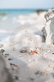 Sea shells on white sand on the beach close up