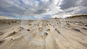 Sea shells on wind swept beach