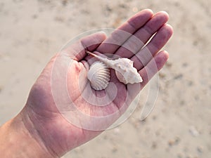 Sea shells in woman hand over sand beach. Do not take shells back home. It`s home of Hermit crab. Natural conserve concept
