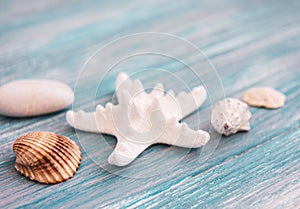 Sea shells on a wooden table