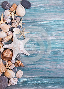 Sea shells on a wooden table