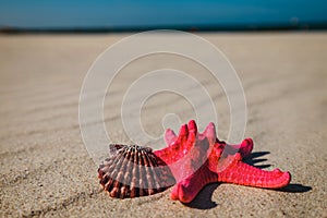 Sea shells with yellow sand