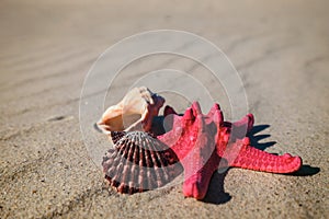 Sea shells with yellow sand