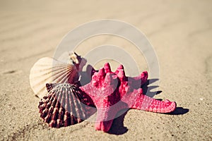 Sea shells with yellow sand