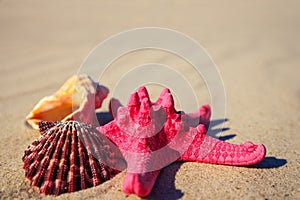 Sea shells with yellow sand