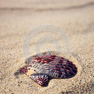 Sea shells with yellow sand