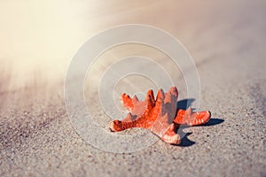 Sea shells with yellow sand and sea