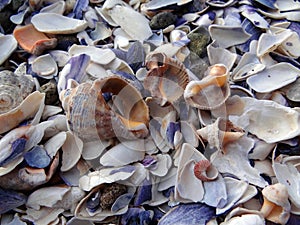 Sea shels on the beach