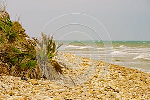 Sea shore with beach plant