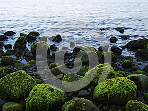 Sea shore with blue water and rippled water. Mossy stones on volcanic beach.