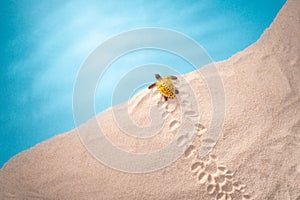 Sea shore, a bug crawls to the water, a card for a travel agency, sand shell, blue ocean, sun vacation