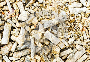 The sea shore is covered with various fragments of corals, Male.