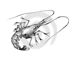 Sea shrimp with antennae, delicious seafood, for menu decoration