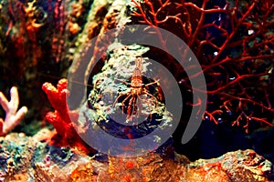 Sea shrimp in the aquarium. Inhabitants of the underwater world