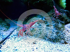 Sea shrimp Rinhocynetes durbanensis Dancing or Shrimp-camel photo
