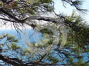 Sea, skala and pine trees. Cape AI-Todor. Crimean landscape. The area of the village Gaspra, part of the big Yalta