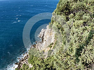 Sea, skala and pine trees. Cape AI-Todor. Crimean landscape. The area of the village Gaspra, part of the big Yalta