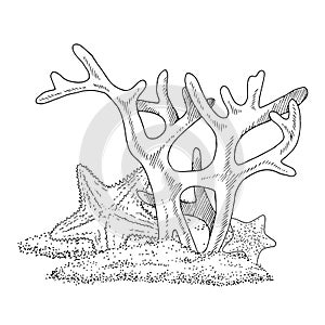 Sea sketch Vector line art. Outline Coral reef with starfish. Hand drawn black and white clipart. Linear drawing of