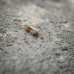 Sea slater (sea louse) on stone