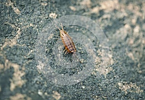 Sea slater (sea louse) on stone background
