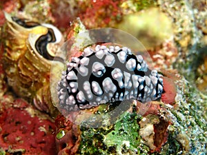 Sea Slug