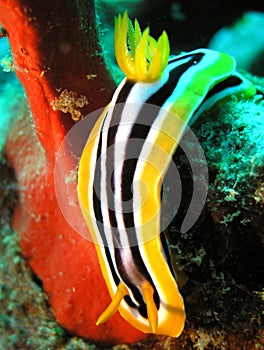 Sea Slug