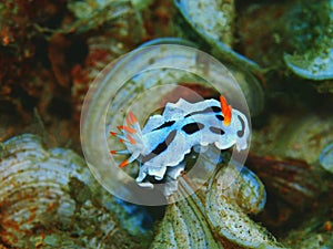 Sea slug