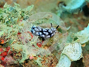 Sea slug