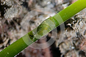 Sea slug