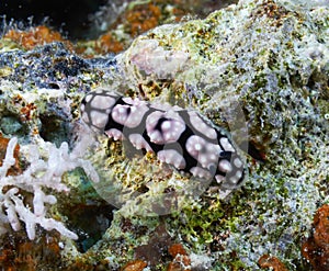 Sea slug