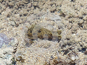 Sea slug, Aplysia dactylomela