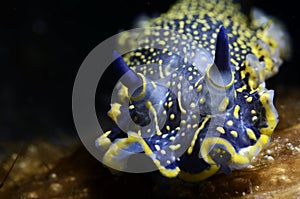 Sea slug with black background underwater scene