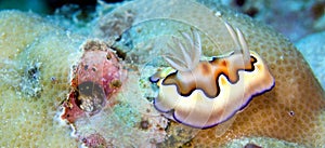 Sea Slug, Bunaken National Marine Park, Indonesia