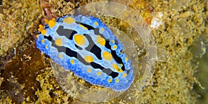 Sea Slug, Bunaken National Marine Park, Indonesia