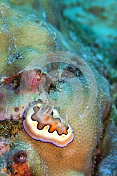 Sea Slug, Bunaken National Marine Park, Indonesia