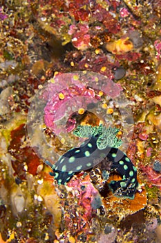 Sea Slug, Bunaken National Marine Park, Indonesia