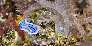 Sea Slug, Bunaken National Marine Park, Indonesia