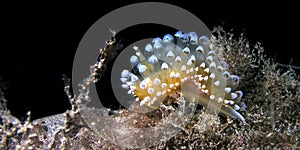 Sea Slug, Cabo Cope Puntas del Calnegre Regional Park, Spain