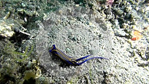 Sea slug Chelidonura hirundinina in Indonesia