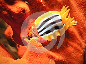 Sea Slug eating red sponge