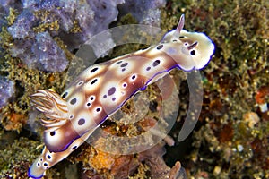 Sea Slug, Lembeh, Indonesia