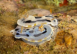 Sea Slug or Nudibranch (Chromodoris Lochi) in the filipino sea December 28, 2009