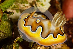 sea slug nudibranch co\'s chromodoris