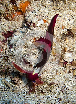 Sea Slug or Nudibranch (Nembrotha Purpureo Lineata) in the filipino sea December 20, 2009