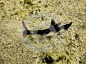 Sea Slug or Nudibranch (Nembrotha Purpureo Lineata) in the filipino sea February 19, 2010