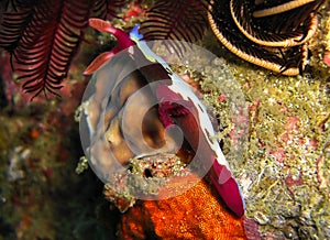 Sea Slug or Nudibranch (Nembrotha Purpureo Lineata) in the filipino sea January 24, 2012