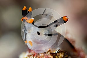 sea slug nudibranch painted thecacera